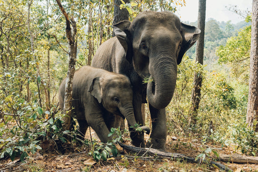 #EndangeredSpeciesDay Howdah 🧡's Elephants